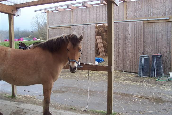 Anden særlig race Tyson <3 Miss ya' <3 - Hehe billede 18