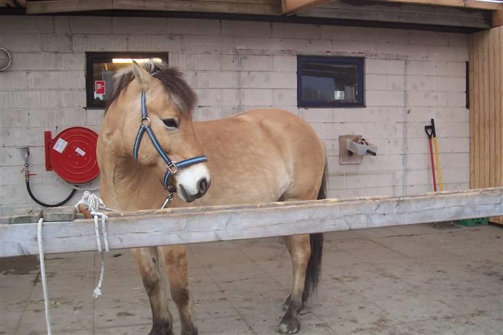 Anden særlig race Tyson <3 Miss ya' <3 - Øv gider ikke at være fotomodel :) billede 19