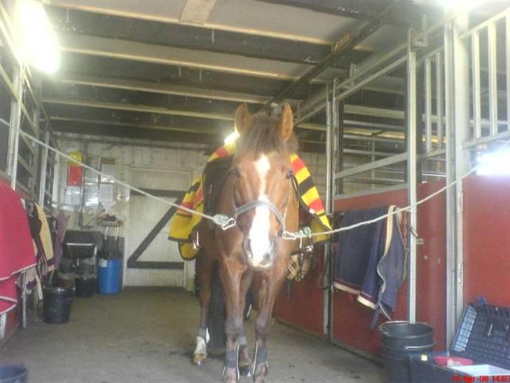 Anden særlig race Agazi (SOLGT) - Er der noget spændende?? billede 17