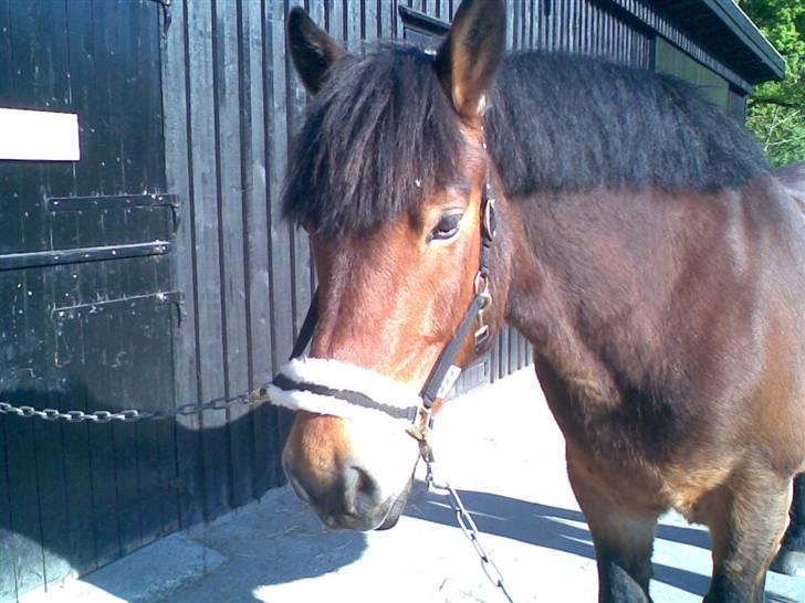 Nordsvensk Skovhest Lukas - Smukke Lukas <3 Foto: Bettina billede 6