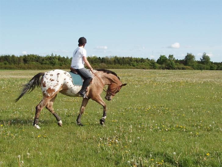 Knabstrupper Fredderikstens: Vanice  - Trav - Dejlig tur på marken - Træning til roskilde dyrskue.  d.2 Juni 2009. billede 1