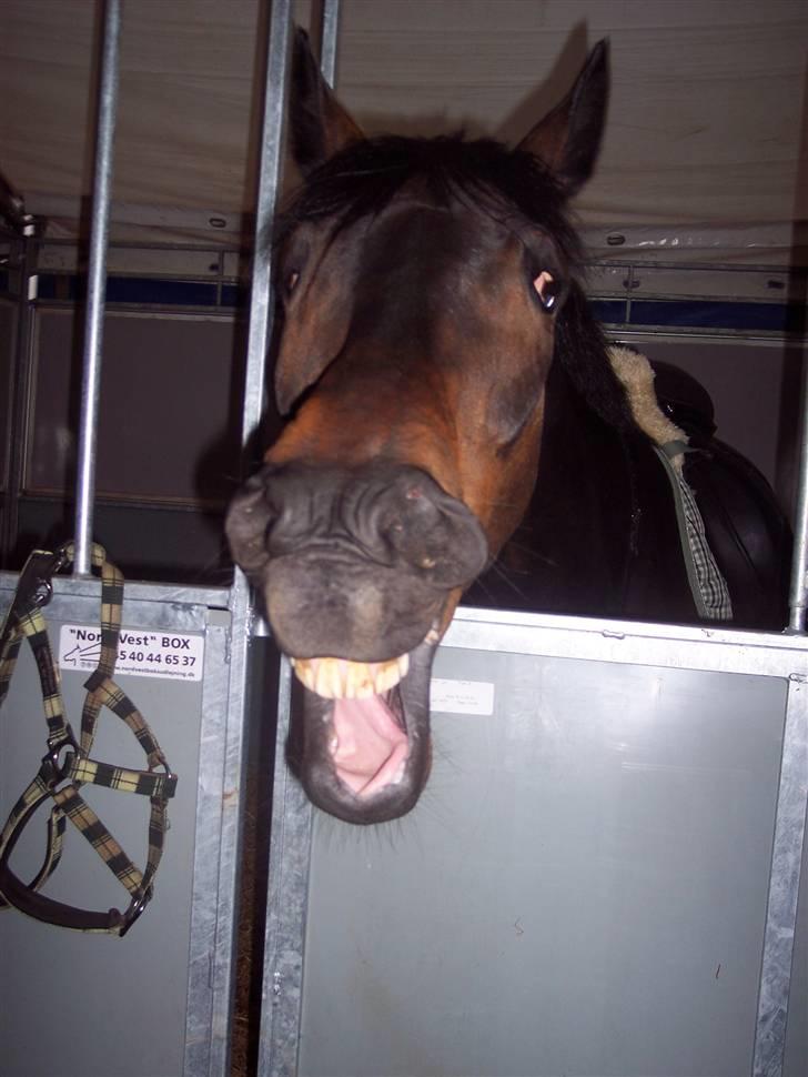 Trakehner Goldenas ( SOLGT)- R.I.P. - uhh, hvor er jeg træt.. billede 20