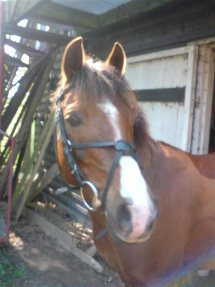 Anden særlig race Agazi (SOLGT) - Han bedsteven kom lige forbi..:-D billede 19