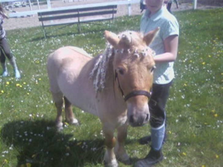 Shetlænder Little Golden Dream † - haha, han er da lidt sød :o)  billede 13