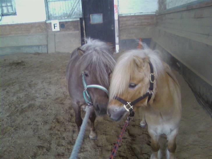 Shetlænder Little Golden Dream † - Golden & Silver, De bedste venner!  billede 14
