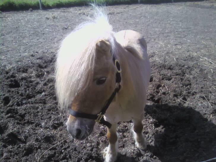 Shetlænder Little Golden Dream † - Han har bare et sødt udtryk :D billede 15