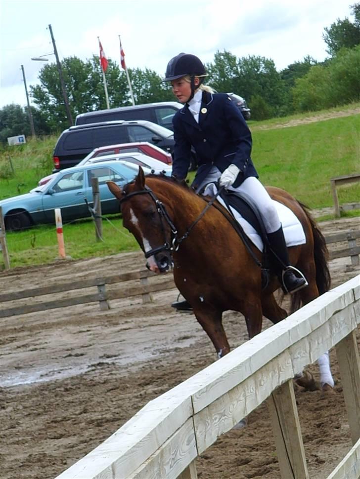 Anden særlig race Agazi (SOLGT) - Nu er han ude at springe løspringning:-D billede 20