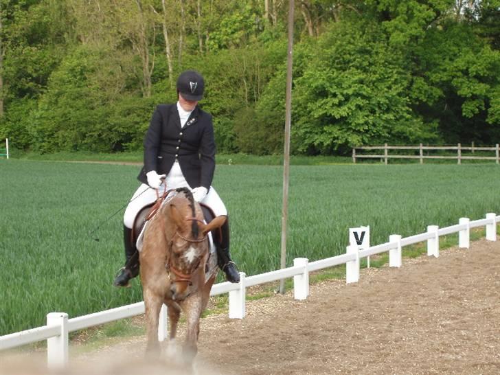 Knabstrupper Fredderikstens: Vanice  - 4 års dsa d. 22 Maj! 09 billede 2