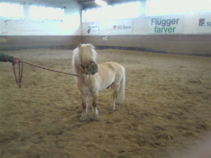 Shetlænder Little Golden Dream † - Evt. Hingst ? d;  billede 16