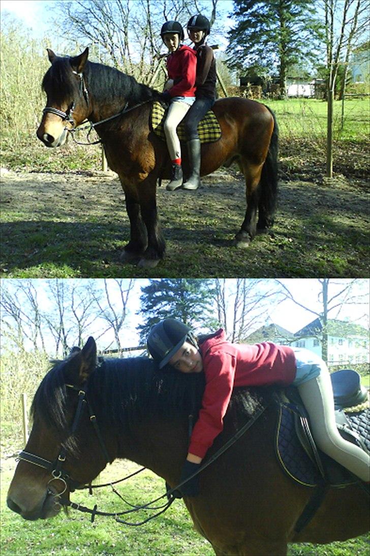 Nordsvensk Skovhest Lukas - Billed 1: B, Frede & Lukas skal i skoven =) Foto: Nik . Billed 2: B & Lukas <3 Foto: Frederikke billede 12