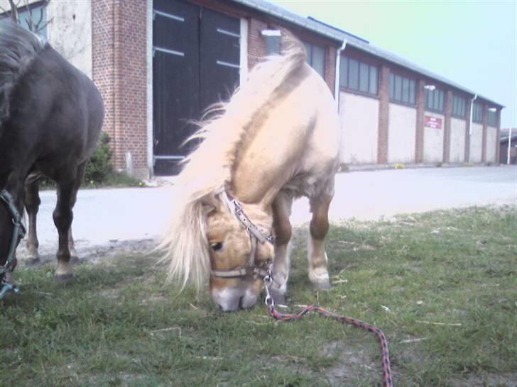 Shetlænder Little Golden Dream † - Græs! billede 17