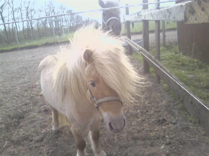 Shetlænder Little Golden Dream † - Flotte <3 billede 18