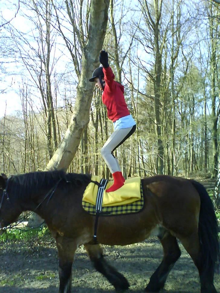 Nordsvensk Skovhest Lukas - Står op på Lukas <3 Foto: Frederikke billede 13