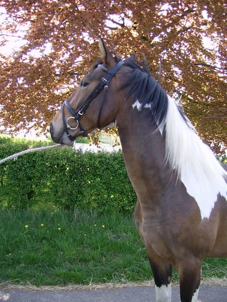 Pinto Rex - Rex - min kære hingstemand! billede 8