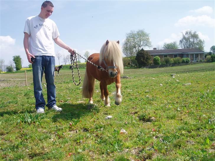 Shetlænder Nørreballes Mini *SOLGT* billede 10