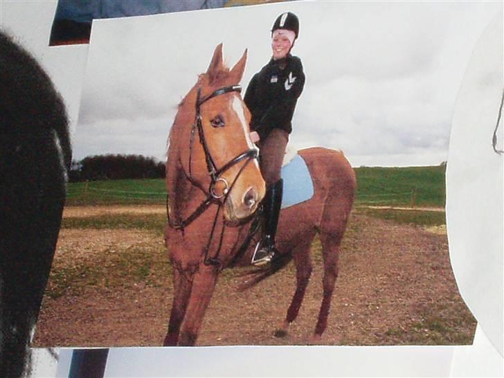 Dansk Varmblod Lady Lucky - Træning/hygge sammen med Sofie, den. 3 maj 2008 billede 20