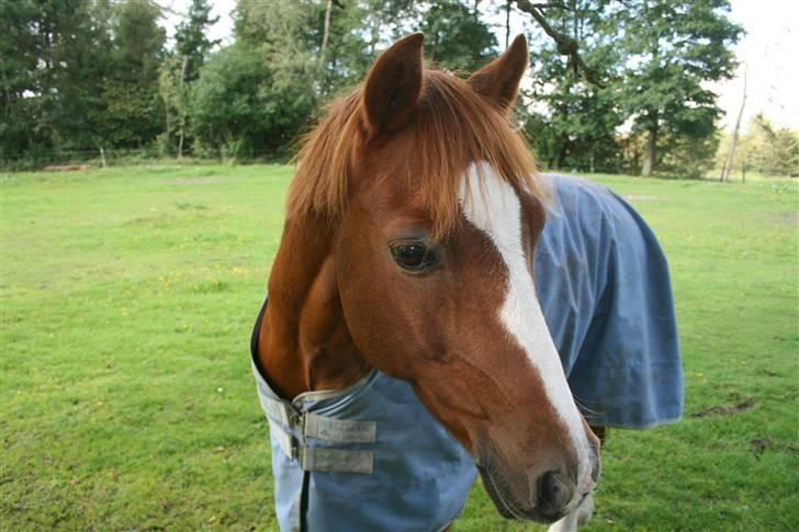 Welsh Pony af Cob-type (sec C) Pennymore Mandalay B-pony - Hvor er han bare smuk <3 billede 13