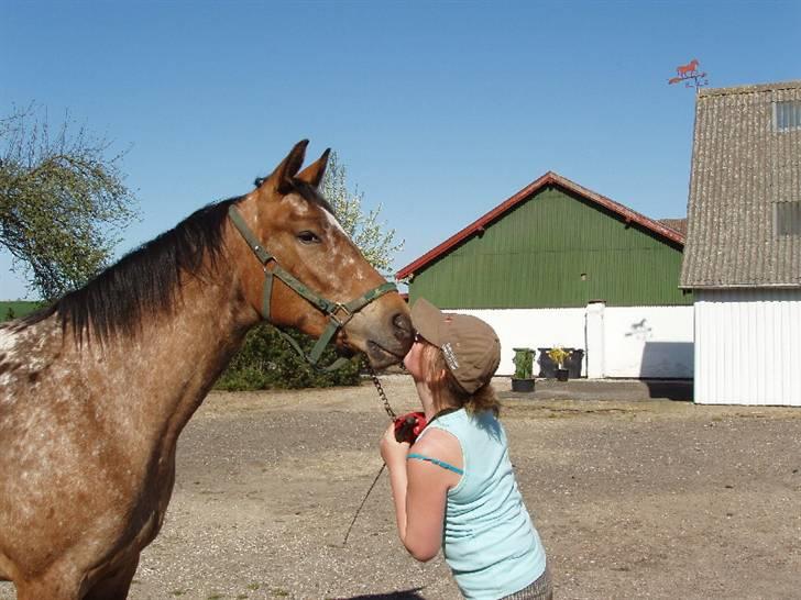 Knabstrupper Fredderikstens: Vanice  - Kærlighed ved første kys :) billede 3