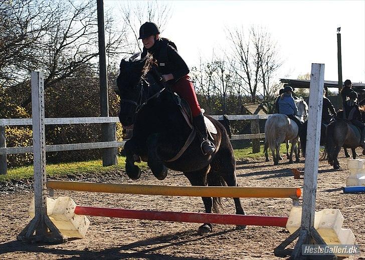 Merens de Cheval Lady (Lelia de Olmes) - Stolt hesteejer! 110 cm, samme dag. billede 13