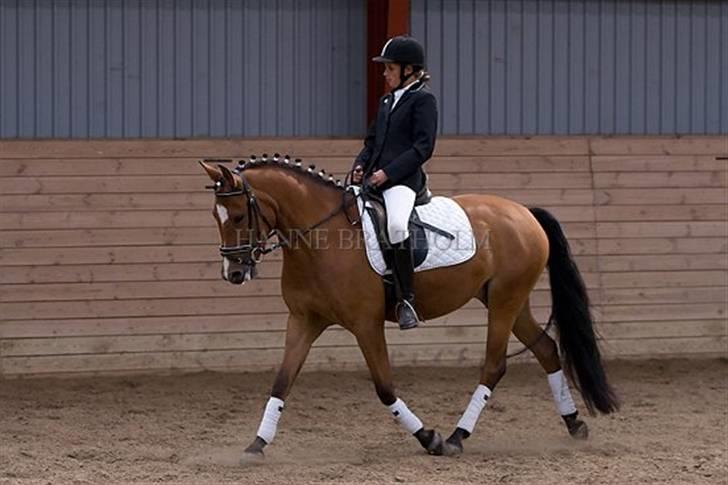 New Forest Blåbærhegnets Alfie  - Har jeg bare part på en lækker pony eller hvad! billede 13