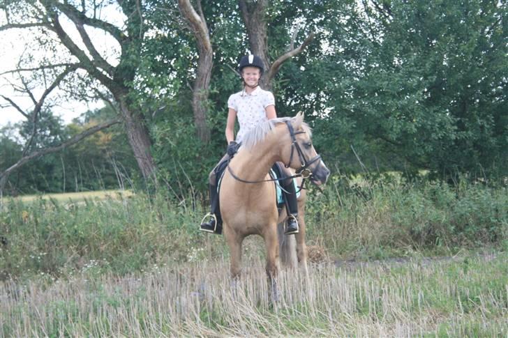 Welsh Cob (sec D) Åvangs Bounty A-pony - Smukke bounty<3 billede 10