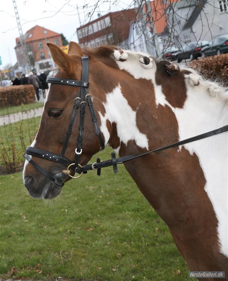 Pinto Lille Chief  - -Pernilles Konfirmation ;) billede 15