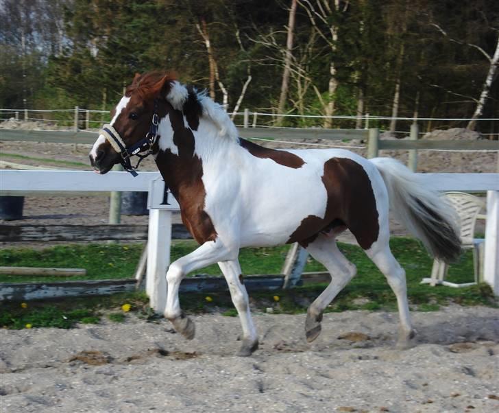 Pinto Lille Chief  - -Løs på dressur banen. billede 17