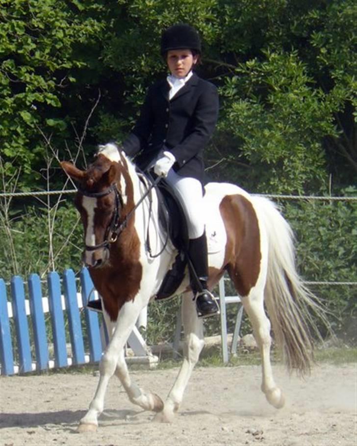 Pinto Lille Chief  - -Dressur  stævne LB3 & LA1. Fotograf: Julia Vasnel billede 18