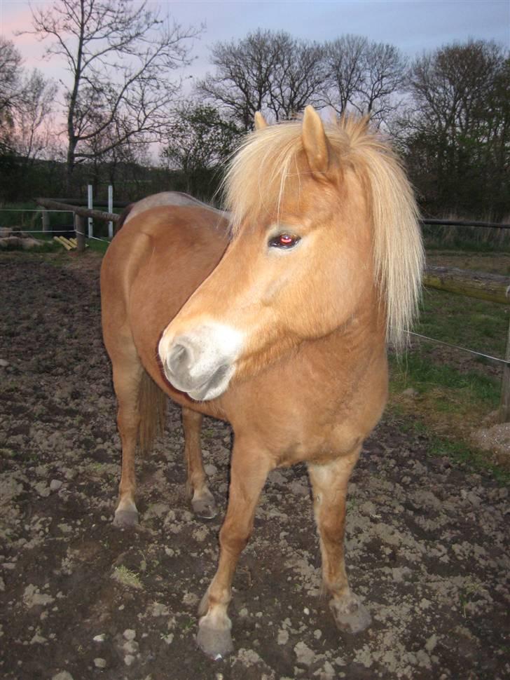 Islænder Björk fra Skovfryd - uhhh, hvad forgår der her ovre? billede 6