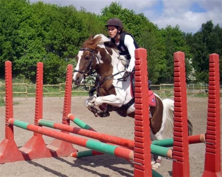 Pinto Lille Chief  - -Tripplebar, til springundervisning. billede 19