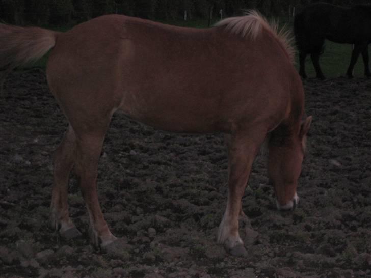 Islænder Björk fra Skovfryd - jeg vifter lige lidt med min SMUKKE hale billede 8