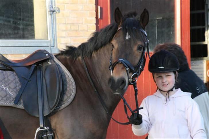 Tysk Sportspony Holsteins Toni (aflivet) billede 3