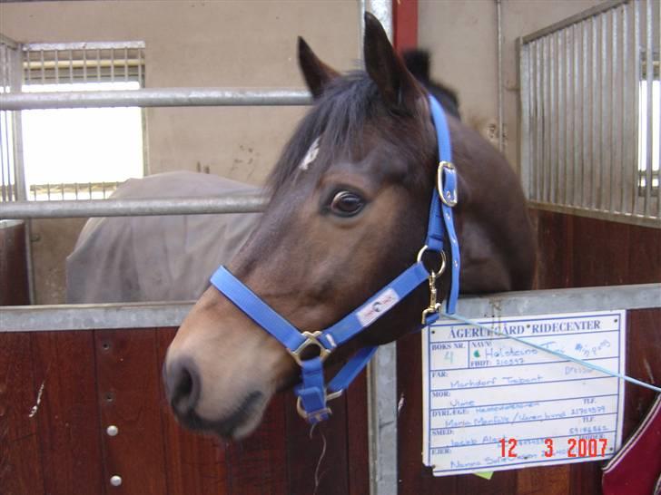 Tysk Sportspony Holsteins Toni (aflivet) billede 6