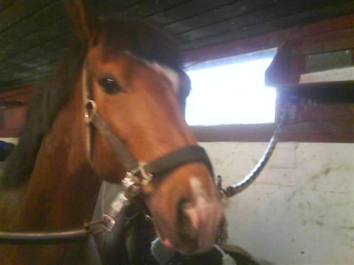 New Forest memory(gammel part) SAVN! - ida!! hvornår må jeg komme i seng ?? billede 5