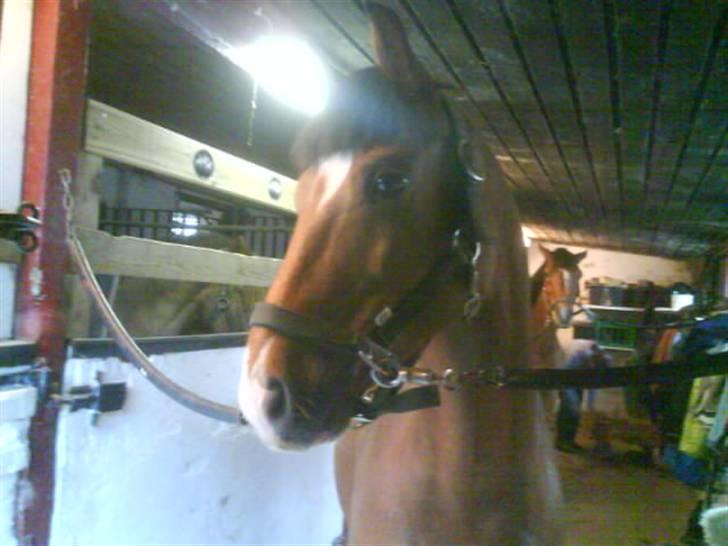 New Forest memory(gammel part) SAVN! - "hvem kommer ind af døren?" billede 6