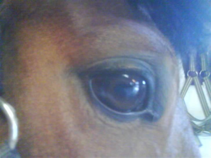 New Forest memory(gammel part) SAVN! - mit øje .. se hvor har jeg nogle trofaste øjne billede 7