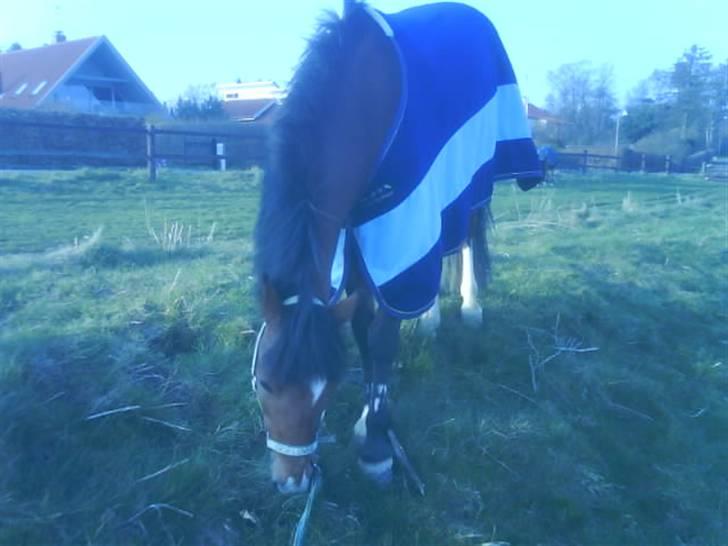 New Forest memory(gammel part) SAVN! - ja!! græs billede 9