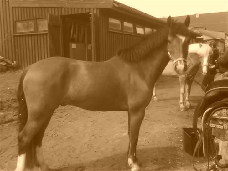 New Forest memory(gammel part) SAVN! - ida elsker det her billed billede 11