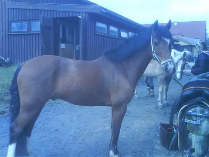 New Forest memory(gammel part) SAVN! - jeg er fotogen. jeg for tit afvide jeg kunne blive model :) billede 12