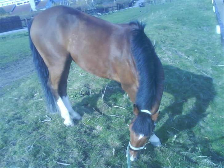 New Forest memory(gammel part) SAVN! - jeg er en bjerg pony:P billede 13