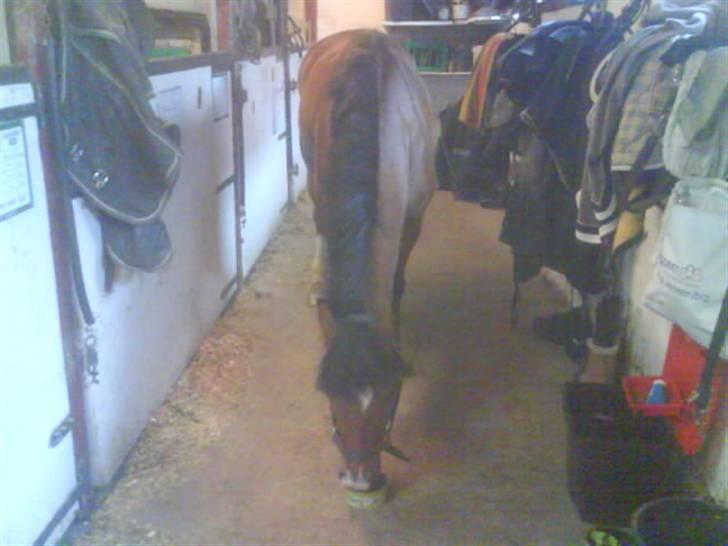 New Forest memory(gammel part) SAVN! - mmm slikke sten:P billede 16