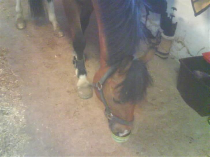 New Forest memory(gammel part) SAVN! - ja slikke sten:D billede 17