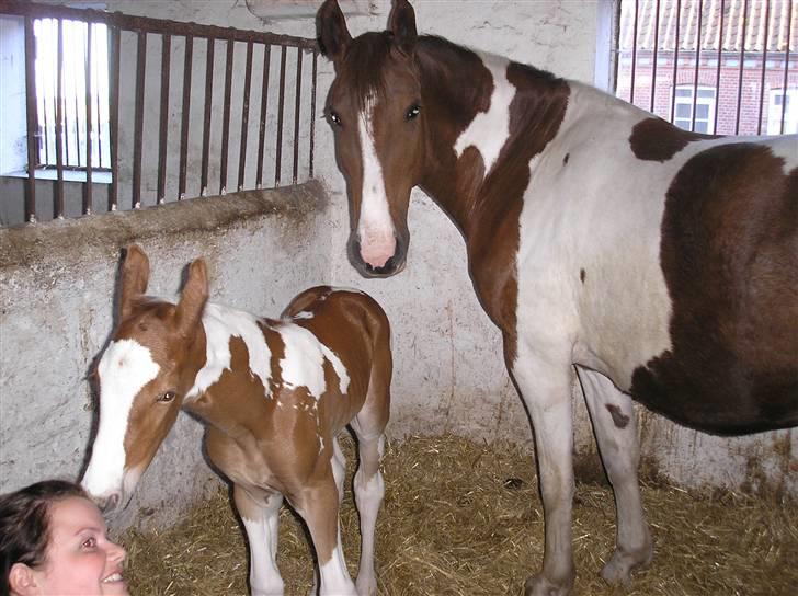 Pinto Donna Electra billede 5