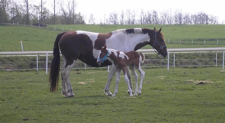 Pinto Donna Electra billede 7