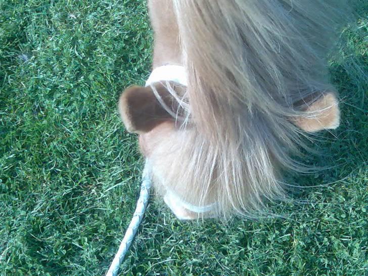 Islænder Björk fra Skovfryd - snuser lidt til det hele billede 11