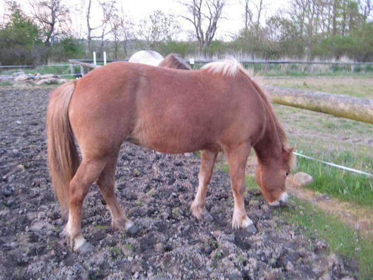Islænder Björk fra Skovfryd - her står björk og tænker på,  hvor dygtig hun er til at springe billede 12