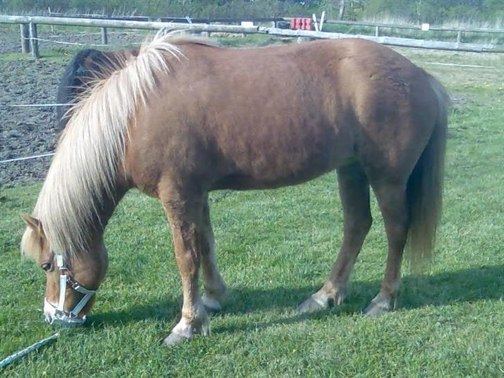 Islænder Björk fra Skovfryd - <´3 et billede mere af den elskede islænder  billede 15