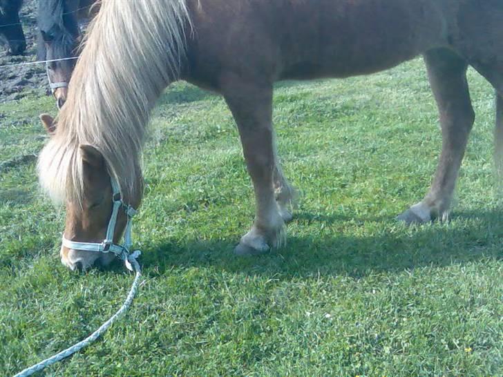 Islænder Björk fra Skovfryd - græs kan jeg godt lide <´3 billede 18