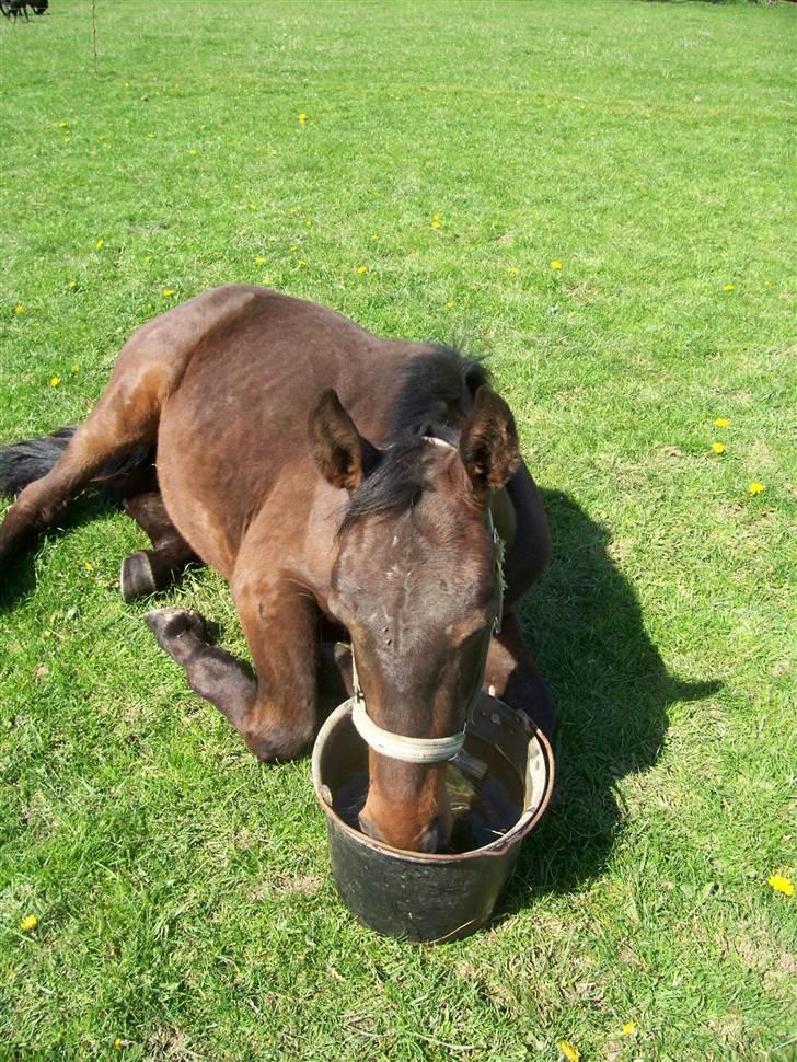 Anden særlig race Solgt-Olesens Django - Django som årings billede 6