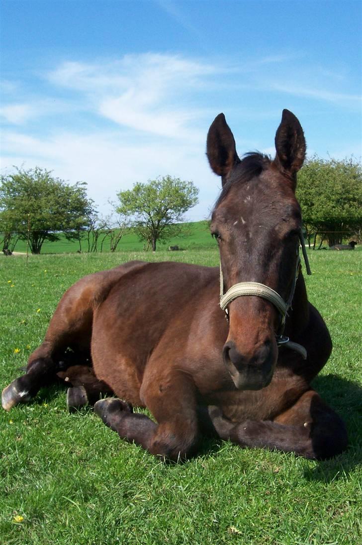 Anden særlig race Solgt-Olesens Django billede 7